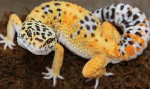 leopard gecko